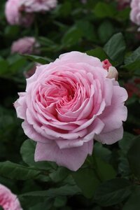 Rosa (F) Rosengräfin M. Henriette 90 cm stam wortelgoed - afbeelding 2