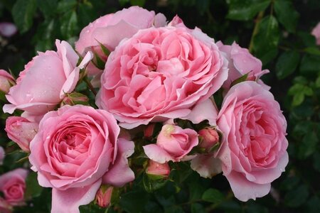Rosa (F) 'Rosenfee' wortelgoed A kwaliteit - afbeelding 1