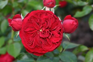 Rosa (P) 'Rotkäppchen' wortelgoed A kwaliteit