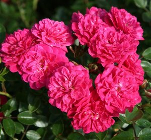 Rosa (M) Roxy wortelgoed A kwaliteit