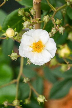 Rosa (K) 'Rambling Rector' geen maat specificatie cont. 3,0L - afbeelding 1