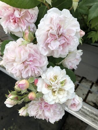 Rosa (K) Romantic Siluetta wortelgoed A kwaliteit - afbeelding 1