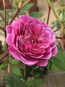 Rosa (K) Romantic Siluetta wortelgoed A kwaliteit - afbeelding 2