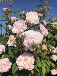 Rosa (K) Romantic Siluetta wortelgoed A kwaliteit - afbeelding 3