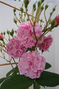 Rosa (K) Romantic Siluetta wortelgoed A kwaliteit - afbeelding 4