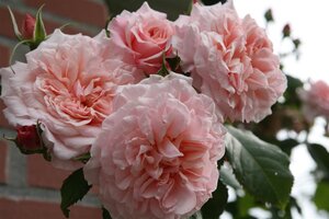 Rosa (K) Rose de Tolbiac geen maat specificatie cont. 3,0L met stok