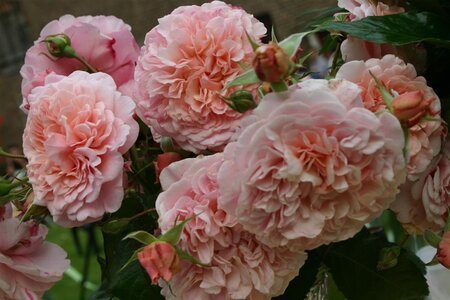 Rosa (K) Rose de Tolbiac geen maat specificatie cont. 3,0L met stok - afbeelding 2