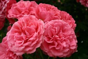 Rosa (K) Rosarium Uetersen 110 cm stam wortelgoed - afbeelding 3