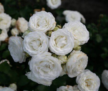 Rosa (M) Schneeküsschen 60 cm stam wortelgoed - afbeelding 2