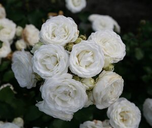 Rosa (M) Schneeküsschen 60 cm stam wortelgoed - afbeelding 2