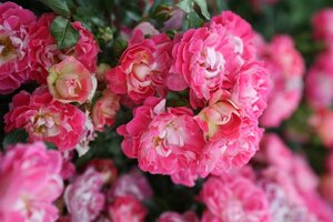 Rosa (M) Charmant wortelgoed A kwaliteit