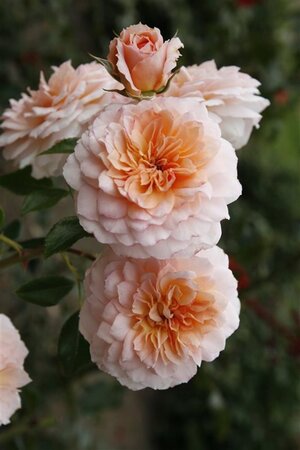 Rosa (H) Schloss Eutin wortelgoed A kwaliteit - afbeelding 1
