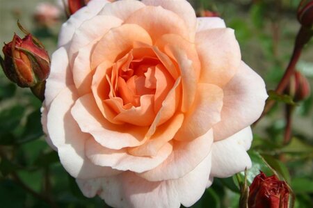 Rosa (H) Schloss Eutin wortelgoed A kwaliteit - afbeelding 2