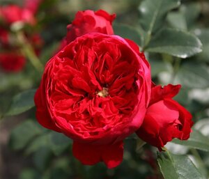 Rosa (K) Florentina 60-70 cm rozenpot 3L met stok