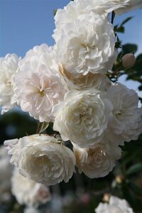 Rosa (H) 'Sea Foam' geen maat specificatie cont. 2,0L