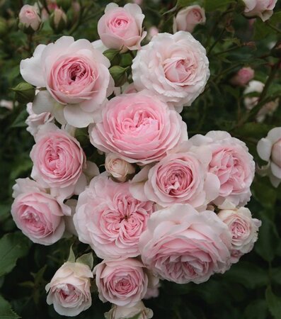 Rosa (F) Larissa wortelgoed A kwaliteit - afbeelding 1