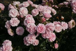 Rosa (F) Larissa wortelgoed A kwaliteit - afbeelding 2
