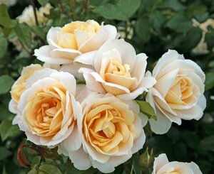Rosa 'Lion's Rose' 90 cm stam wortelgoed