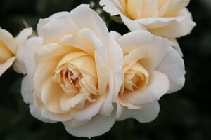 Rosa 'Lion's Rose' 90 cm stam wortelgoed - afbeelding 2
