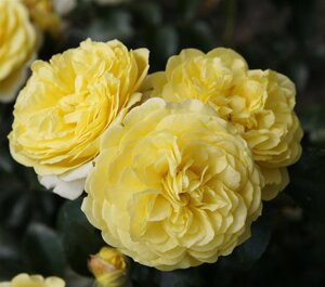 Rosa (F) Solero® wortelgoed A kwaliteit