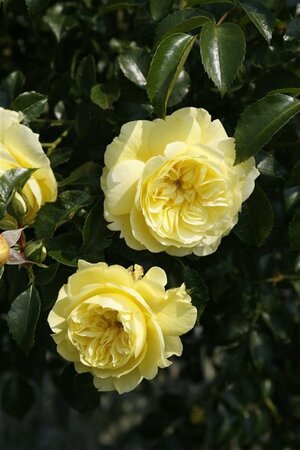 Rosa (F) Solero® wortelgoed A kwaliteit - afbeelding 2
