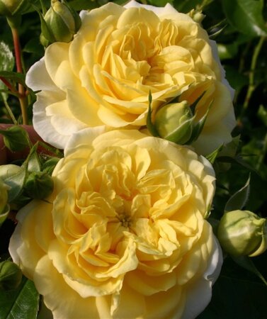 Rosa (F) Solero® wortelgoed A kwaliteit - afbeelding 3