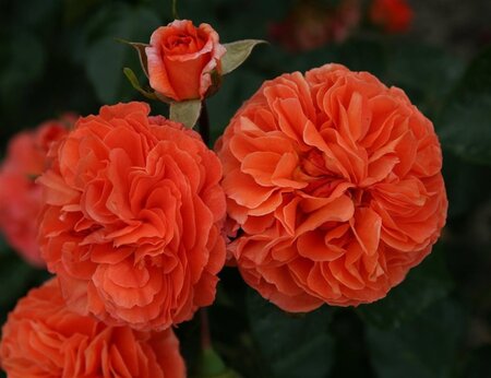 Rosa (F) Orangerie wortelgoed A kwaliteit - afbeelding 2