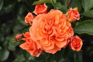 Rosa (F) Orangerie wortelgoed A kwaliteit - afbeelding 3