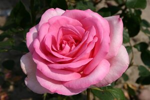 Rosa (T) Sweet Parole wortelgoed A kwaliteit