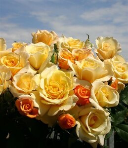 Rosa (T) Sunny Sky wortelgoed A kwaliteit