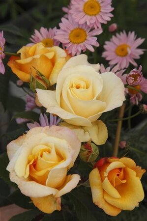 Rosa (T) Sunny Sky wortelgoed A kwaliteit - afbeelding 2