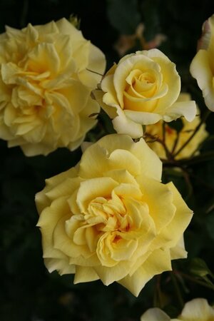 Rosa Sterntaler wortelgoed A kwaliteit - afbeelding 1