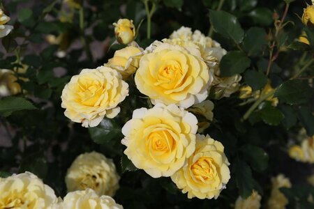 Rosa (F) 'Sunmaid' wortelgoed A kwaliteit - afbeelding 1