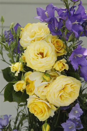 Rosa (F) 'Sunmaid' wortelgoed A kwaliteit - afbeelding 2