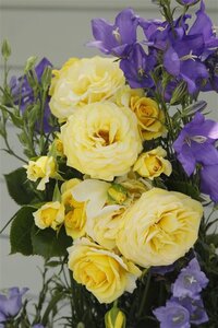 Rosa (F) 'Sunmaid' wortelgoed A kwaliteit - afbeelding 2