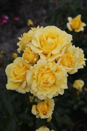 Rosa (F) 'Sunmaid' wortelgoed A kwaliteit - afbeelding 3