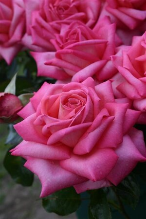 Rosa (T) Wedding Bells wortelgoed A kwaliteit - afbeelding 1