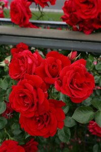 Rosa (K) 'Sympathie' cont. 3,0L met stok