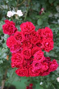 Rosa (K) 'Sympathie' wortelgoed A kwaliteit - afbeelding 2