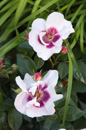Rosa (F) See You in Red wortelgoed A kwaliteit - afbeelding 2