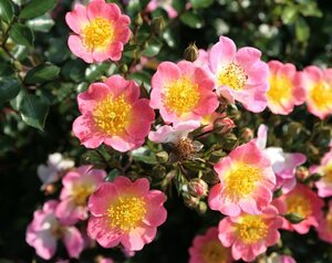 Rosa (F) Topolina 60 cm stam wortelgoed - afbeelding 2