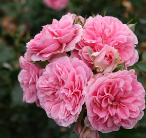 Rosa (F) Uetersens Rosenprinzessin wortelgoed A kwaliteit