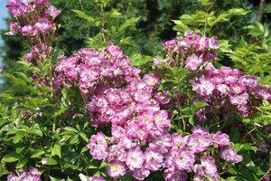 Rosa (K) 'Veilchenblau' wortelgoed A kwaliteit