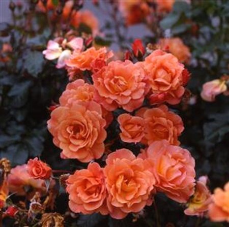 Rosa (H) Westerland wortelgoed A kwaliteit