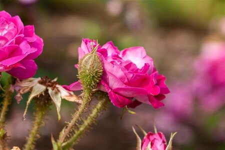 Rosa (H) 'William Lobb' geen maat specificatie wortelgoed - afbeelding 1