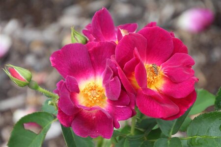 Rosa (F) Weg der Sinne  60 cm stam wortelgoed - afbeelding 2