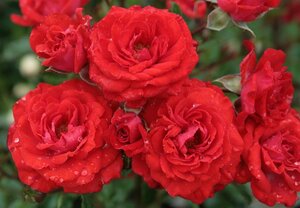 Rosa (M) Zwergenfee 60 cm stam wortelgoed