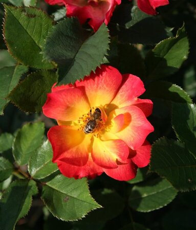 Rosa (F) Summer of Love 60 cm stam wortelgoed - afbeelding 2
