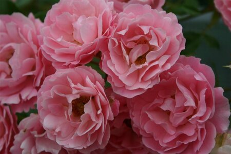 Rosa (H) Sommerwind 90 cm stam wortelgoed - afbeelding 1