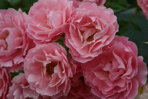 Rosa (H) Sommerwind wortelgoed A kwaliteit